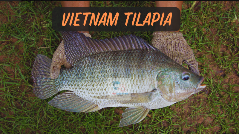 Tilapia Fish From Vietnam
