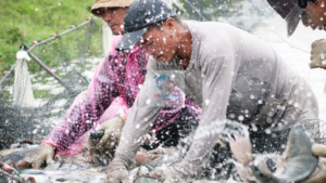 Chinese tilapia US tariff