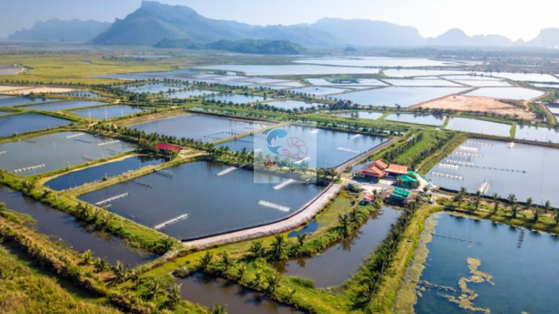 certified shrimp supplier in Vietnam