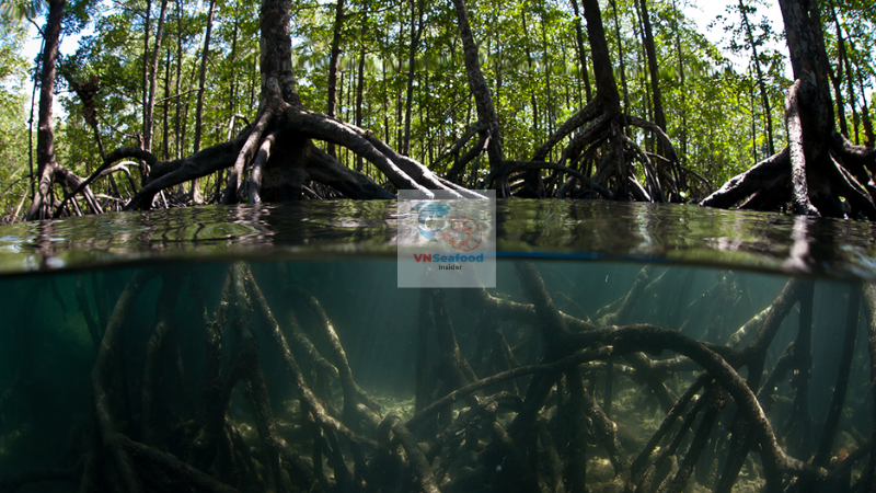 Mangrove-Shrimp Integrated Farming 2