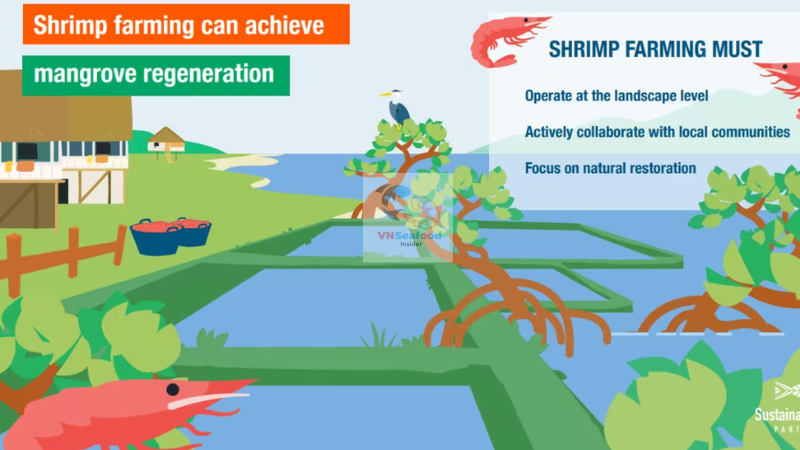 Mangrove-Shrimp Integrated Farming