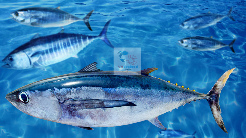 tuna import from vietnam 1