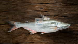 vietnam pangasius farming