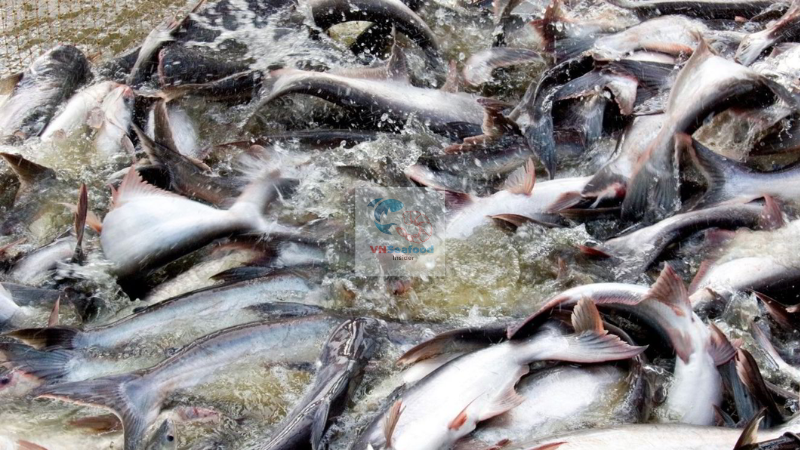 Pangasius farming process