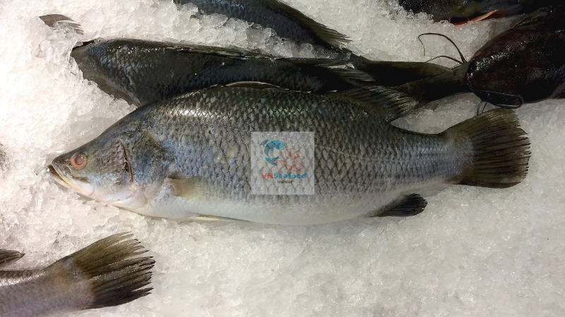 vietnam barramundi fish