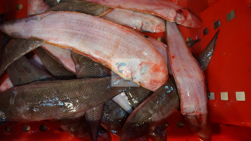 tongue sole fish