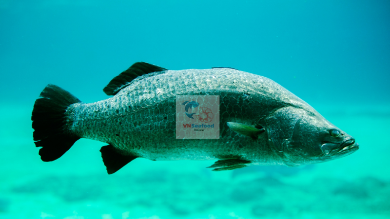 barramundi vietnam farming