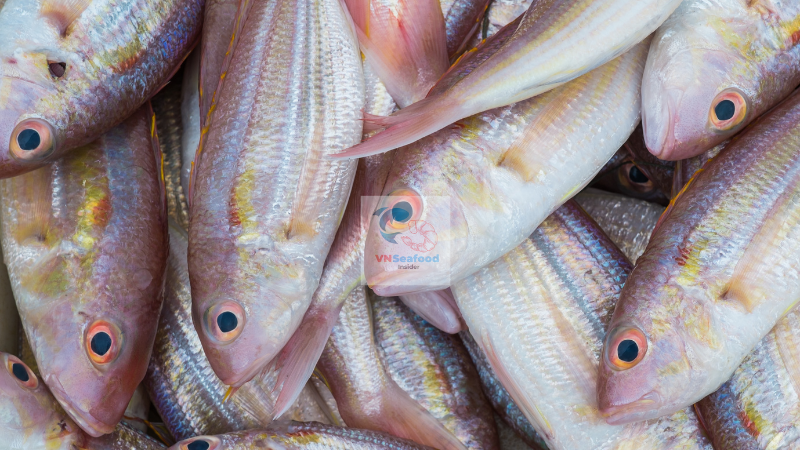 Golden threadfin bream vietnam