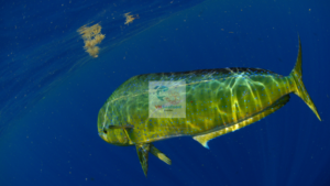mahi mahi fish