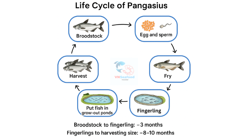 Vietnam pangasius lifecycle