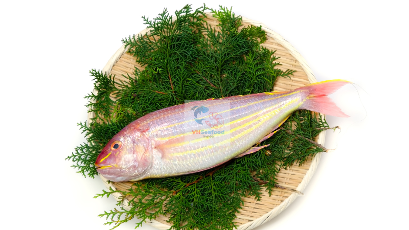 Vietnam threadfin bream