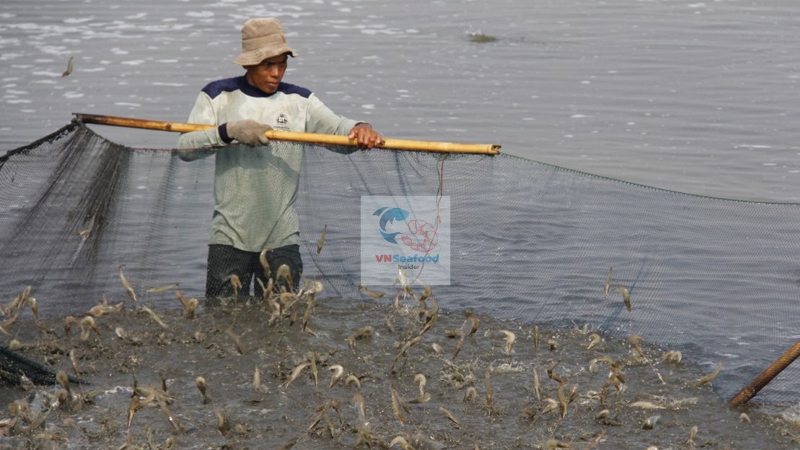 Vietnamese shrimp 
