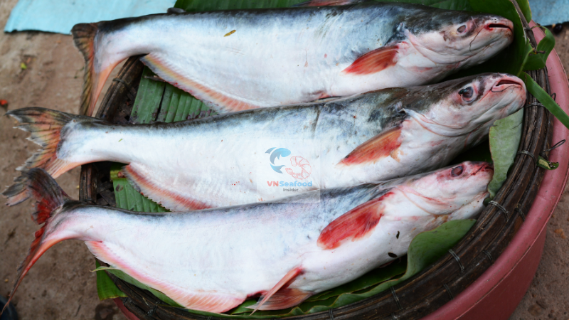 pangasius market update