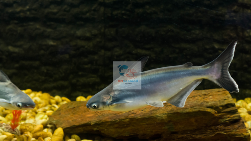 pangasius fish
