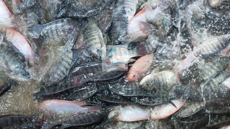 vietnam tilapia
