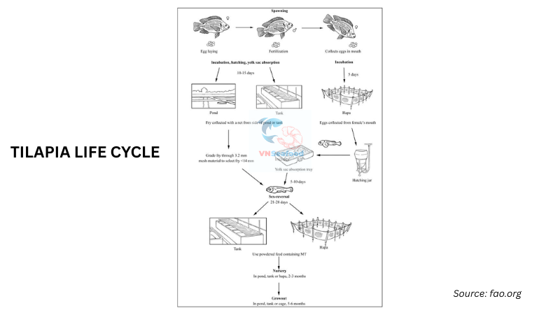 tilapia life cycle