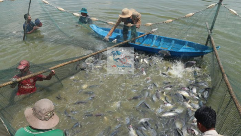 vietnam tilpaia farming
