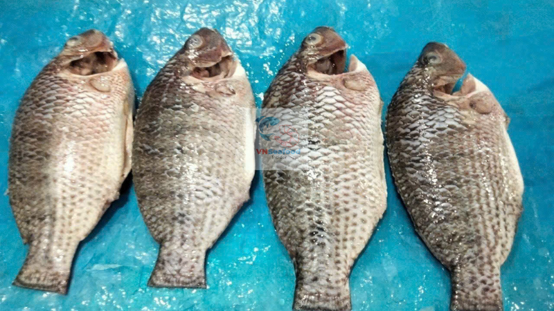 Whole Tilapia, gutted, gilled, cleaned