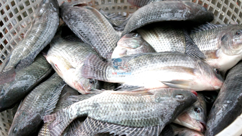 White fish alternative