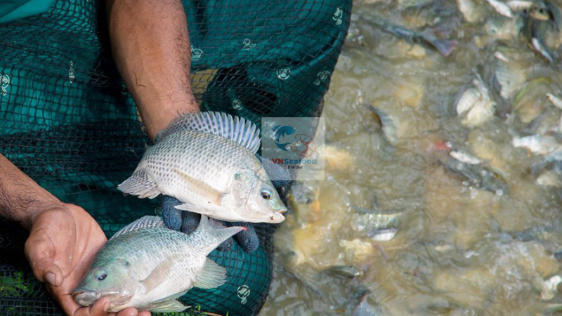 Vietnam tilapia fish