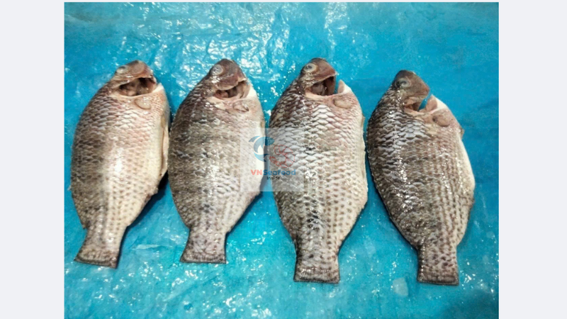 Vietnam tilapia whole cleanned