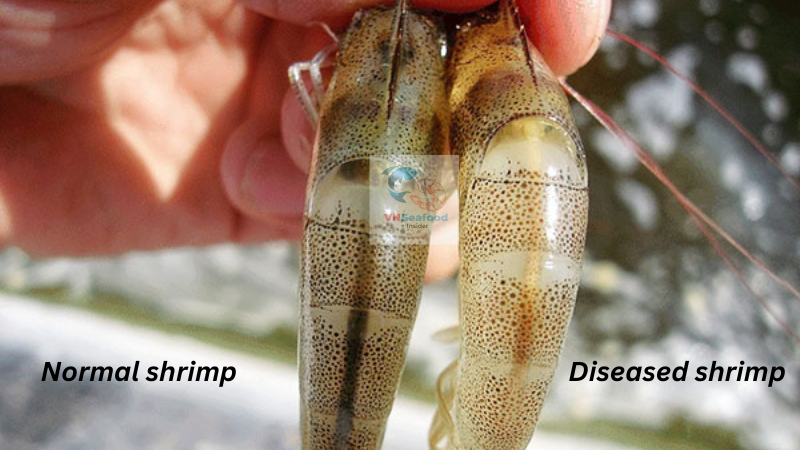 APHND shrimp disease