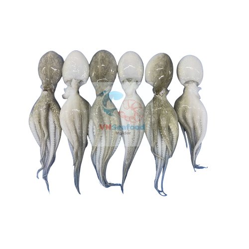 Frozen Whole Cleaned Baby Octopus
