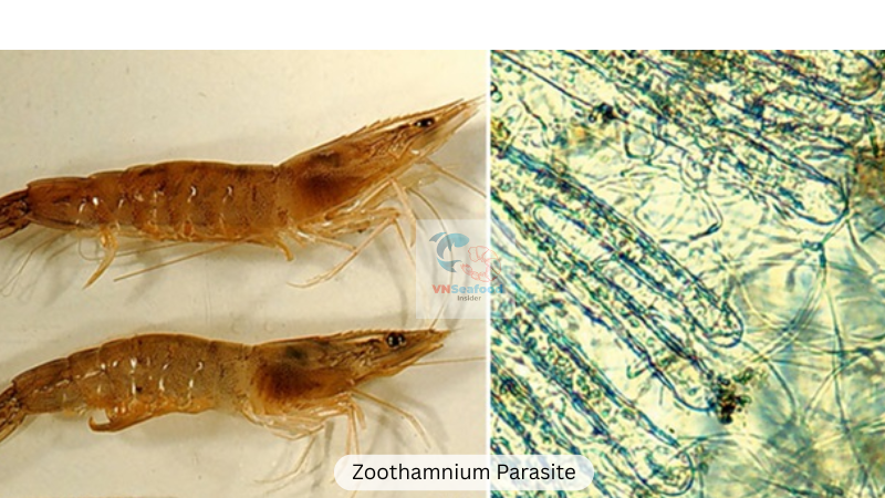 vannamei shrimp parasites
