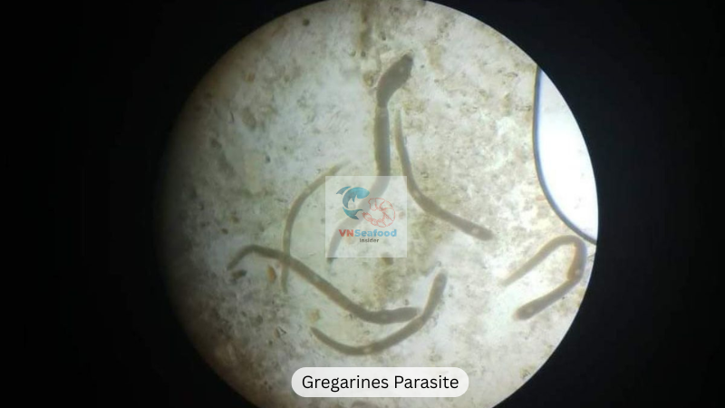 Gregarines Parasites