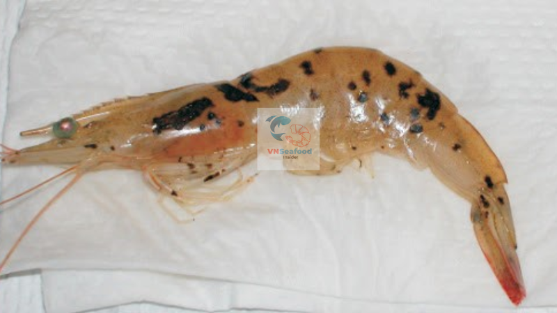 Taura shrimp disease