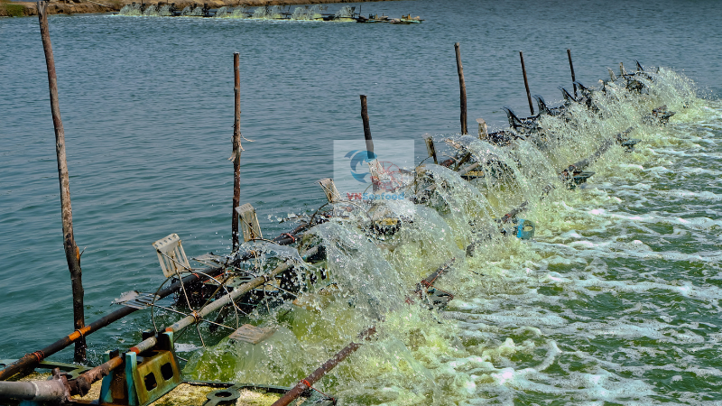 Vietnam shrimp farms