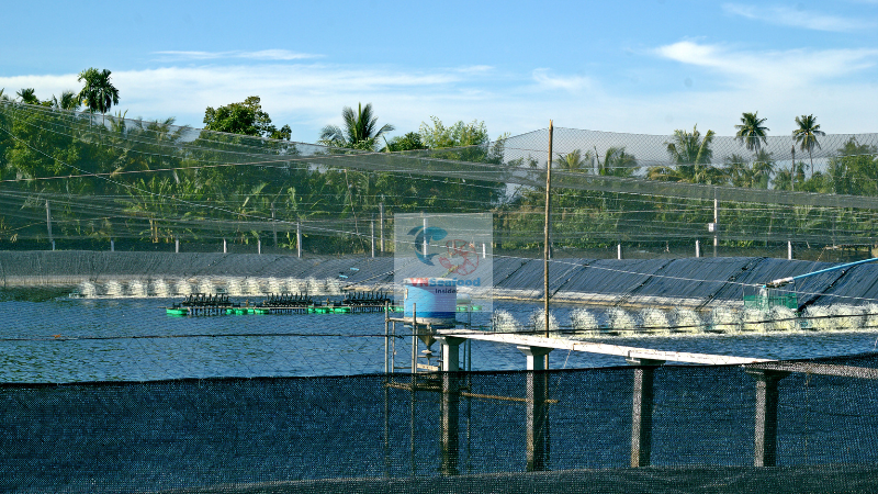 Vietnam shrimp farm