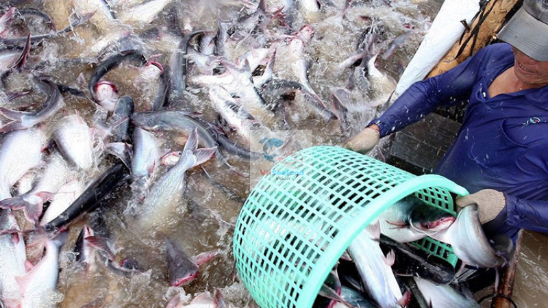 Vietnam pangasius price