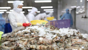 vietnam shrimp export