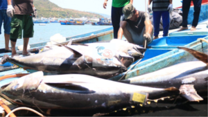 MMMP tuna ban 2026