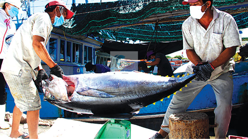 Vietnam tuna harvest