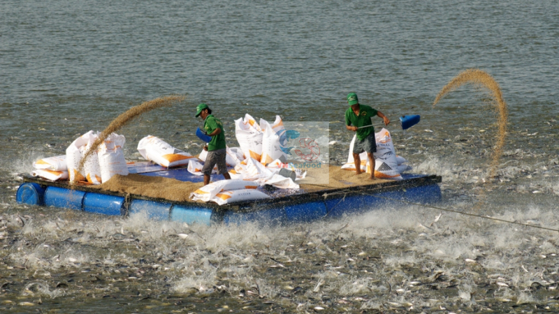 feeding fish in vietnam