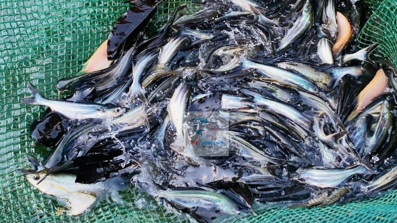 vietnam pangasius fish price