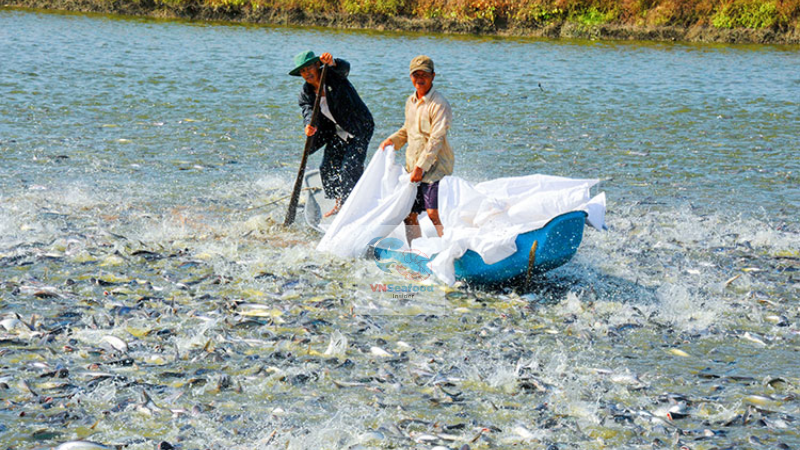 pangasius material price