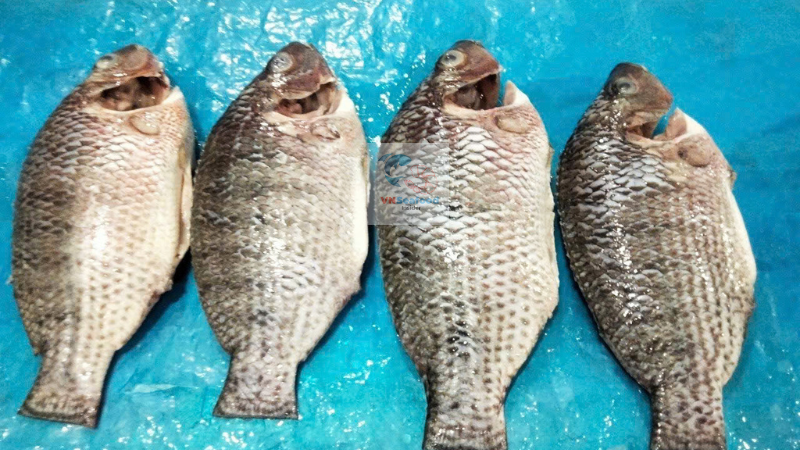vietnam tilapia export