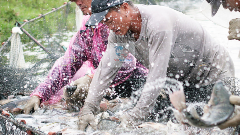 vietnam tilapia supplier