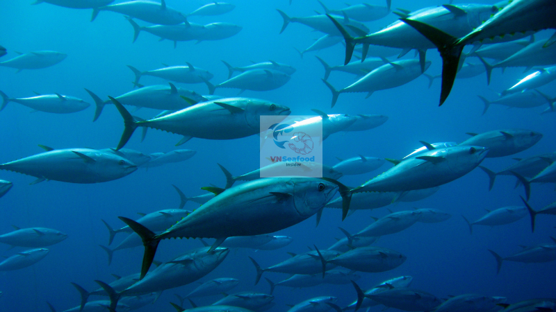 Vietnam tuna suppliers