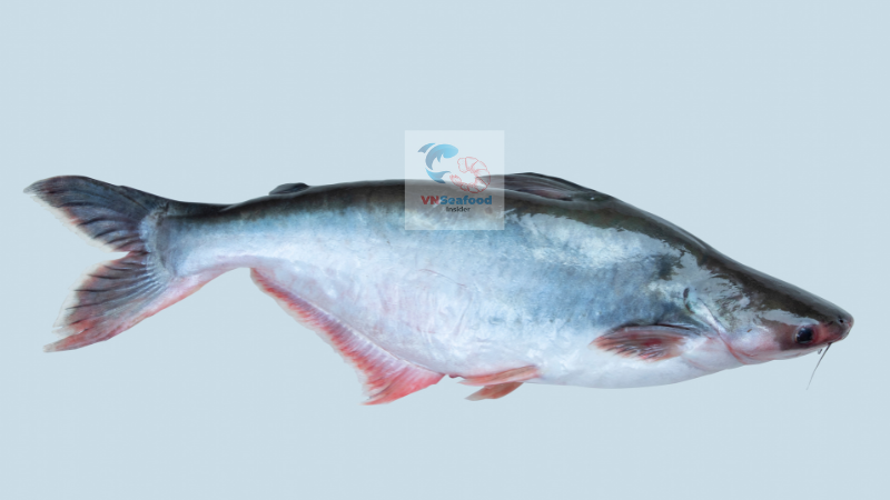vietnamese pangasius for EU