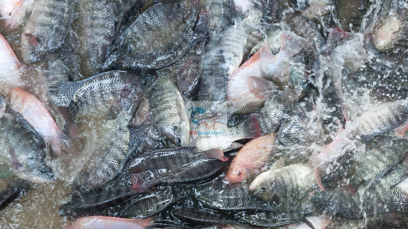 vietnam tilapia whitefish