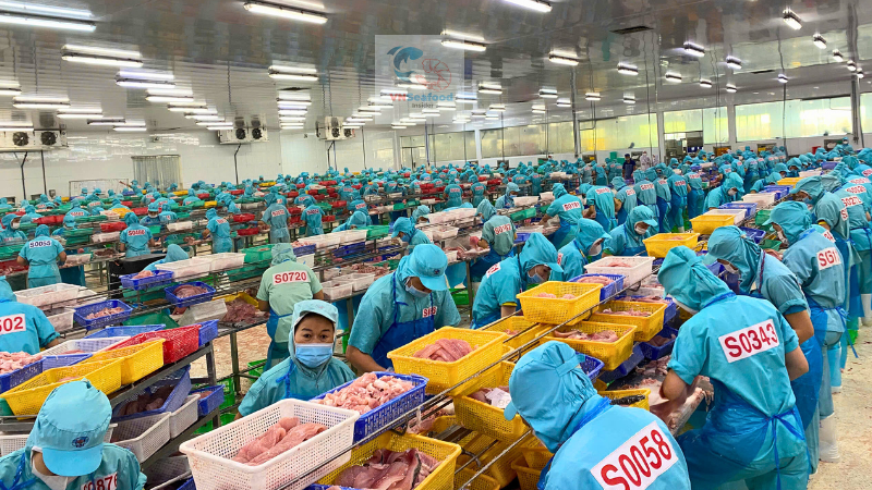 pangasius factory