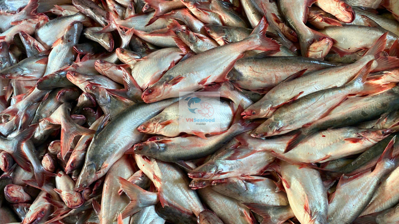 pangasius market outlook 2026