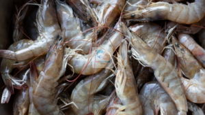 vietnam shrimp export 2025