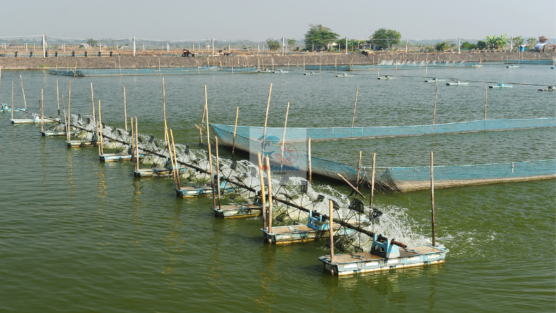 vietnam shrimp plant