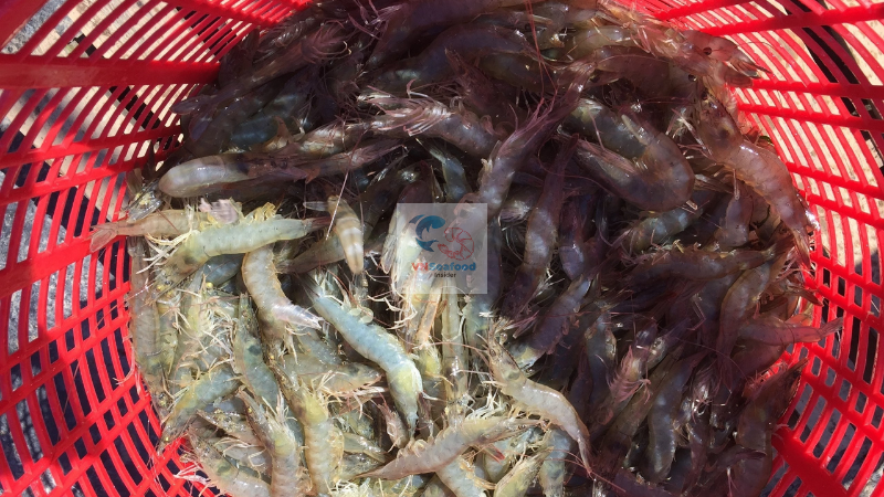 shrimp material in vietnam