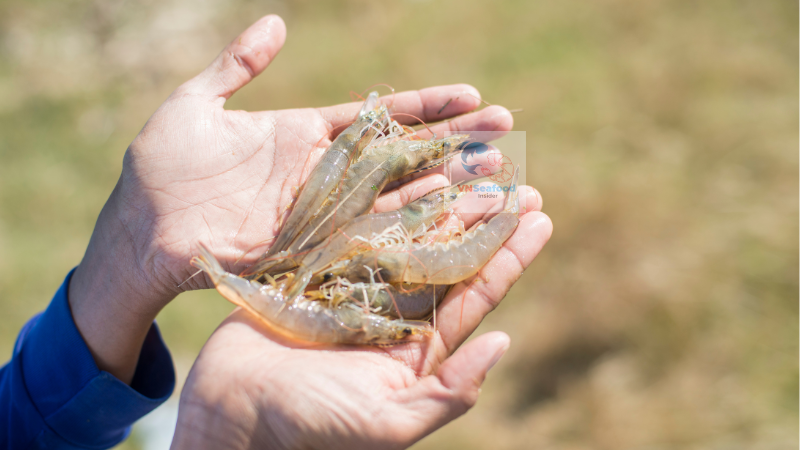 vietnam shrimp farms